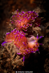 Many nudibranchs display the bright colours to suggest to... by Antonio Venturelli 